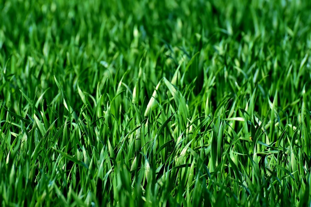 Summer Lawncare Tips